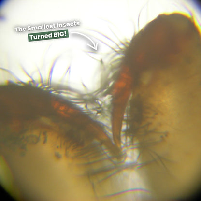 🎁2024 New Year Hot Sale🎁🔥 50% Off - Kid's Portable Pocket Microscope